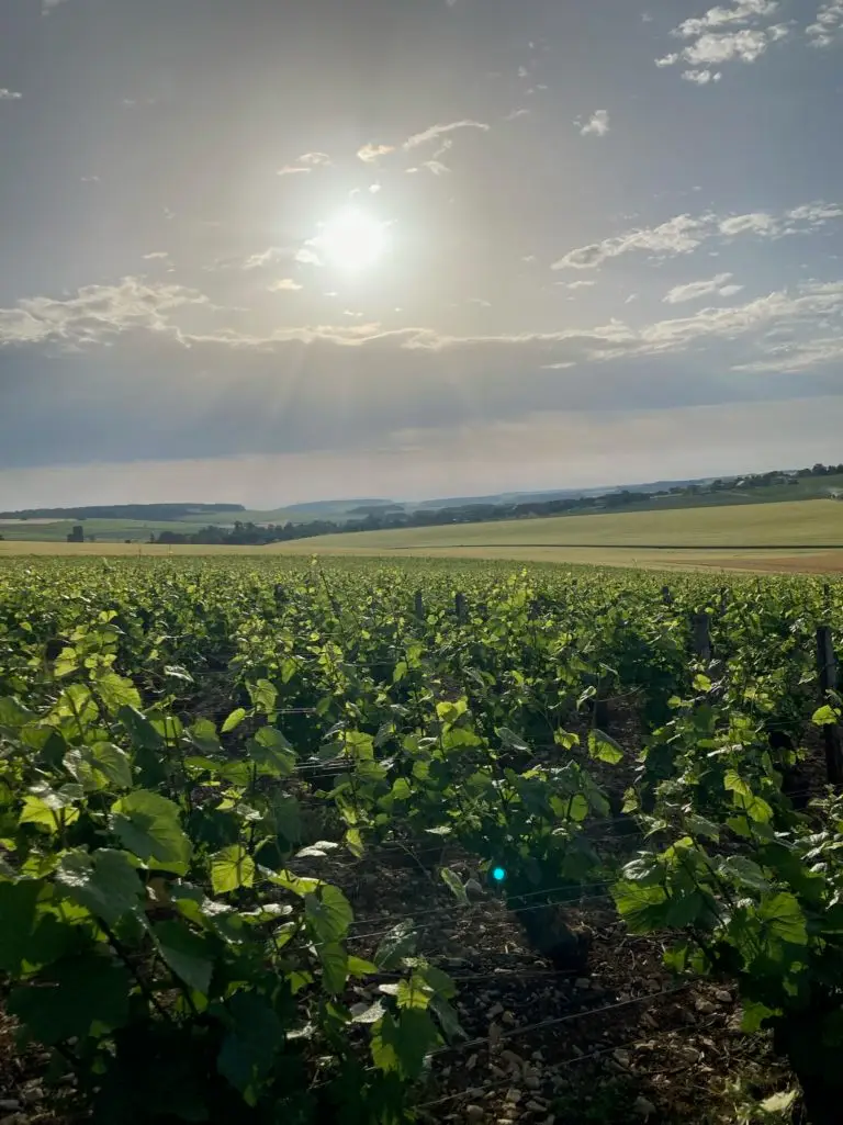 domaine Maryse Fèvre à Bragelogne